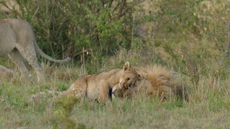 Kio, still finding his place within the pride, lies beside one of the adult males, beginning to get to know his father and build a bond with him. (National Geographic/Sophie Darlington)