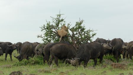 A young male lion balances precariously on a small gardenia tree, surrounded by a seemingly relaxed herd of buffalo. (National Geographic/Sophie Darlington)