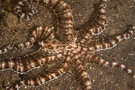 A Mimic octopus (Thaumoctopus mimicus), with striped skin patterning, stretches out all eight arms across black volcanic sand.  (National Geographic for Disney/Craig Parry)