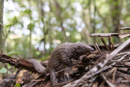 A white-bellied pangolin moves through the forests of Liberia inside a protected sanctuary. (National Geographic/George Woodcock)