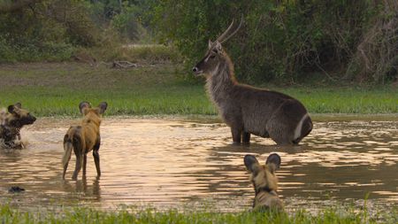 A waterbuck escapes into a pool from a pack of African wild dogs. (National Geographic)