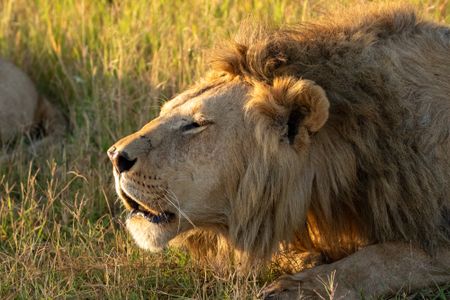 Djodjo, one of Kio’s brothers, thrusts his head forward in a roar. (National Geographic/Claire Arthur)