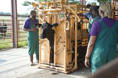 The team is at the ready with a cow in the hold at V Squared Ranch. (National Geographic for Disney/Nicholas Reaves)