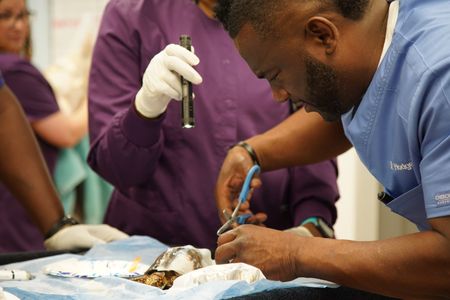 Dr. Hodges has to get creative to help Boxer, the turtle, with a broken shell. (National Geographic for Disney/Sean Grevencamp)