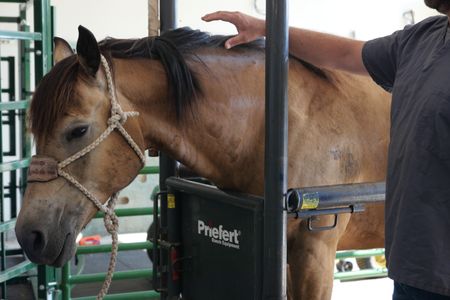 Cash the horse stands still as Dr. Ben Schroeder begins to search his mane for ticks. (National Geographic)
