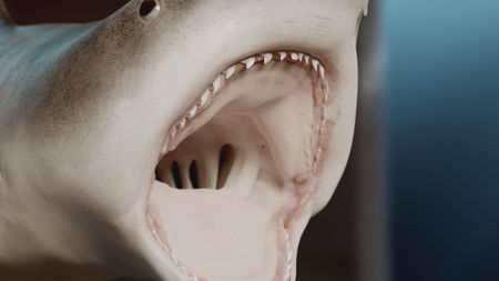 GFX shot of a Tiger Shark's opened jaws displaying its impressive sharp teeth. (National Geographic)
