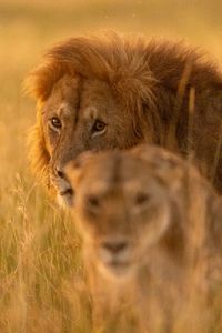 One of the pride males stands close behind a female. (National Geographic/Simon Blakeney)