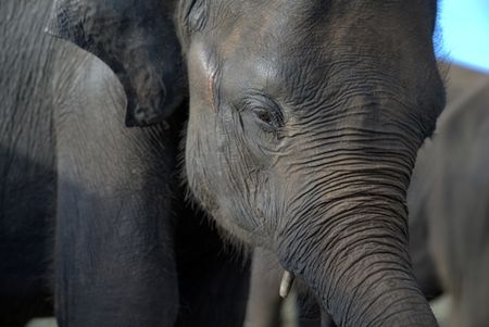 Elephants pass on their wisdom and knowledge to each generation so that their culture and behaviors may remain for years to come. (National Geographic for Disney/Jasper Schofield)