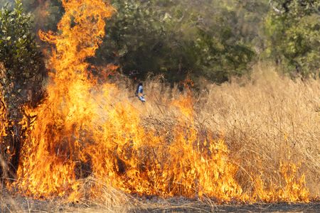 A Senegal roller flying into the bushfire to catch insects fleeing from the flames. (National Geographic/Jack Richardson)