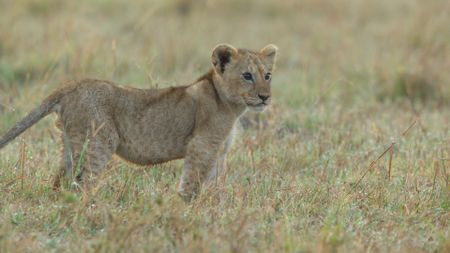 Kio stands in the open grassland, looking confident outside the safety of the den. (National Geographic)