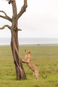 Moja Moja, one of Kio’s older cousins, stands tall against a tree, looking up intently at something above him. (National Geographic/Simon Blakeney)
