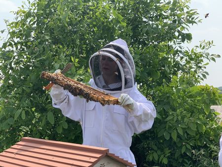 Beth Pol inspects one of the beehive frames to see how the colony is doing. (National Geographic)
