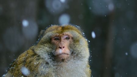 A Barbary macaque sits in the falling snow. (BBC Studios Distribution Ltd)