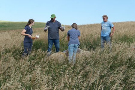 Vet tech Laurel Driver listens closely to Dr. Ben Schroeder's instructions while intern Mallorie Van Tassel prepares Remy the cow for an emergency c-section as owner Keith Sudbeck anxiously observes. (National Geographic)