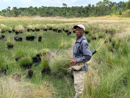 San Master Tracker Xui finds signs of the ghost elephants in a stretch of wetlands. (Credit: Ariel Leon Isacovitch)