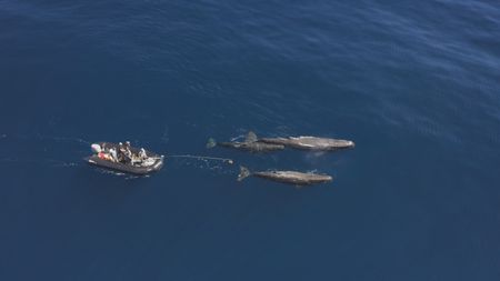 Aldo Kane, Melissa Marquez and Rui Prieto carefully approach a small pod of sperm whales hoping to tag a diving individual. (National Geographic)