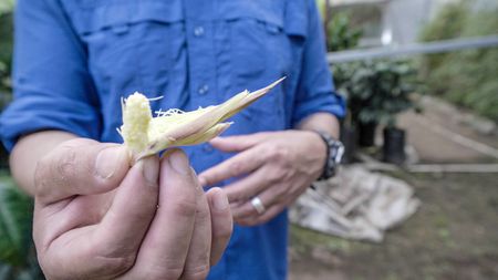 Restaurant owner and Chef Rolando Chamorro shows off some of his crops at his restaurant in Hacienda Mamecillo, Boquete, Panama. (National Geographic for Disney/Missy Bania)