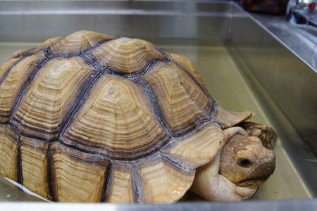 Taft, the tortoise, takes a soak in hopes that it will help him start to go to the bathroom. (National Geographic for Disney/Felix Rojas)