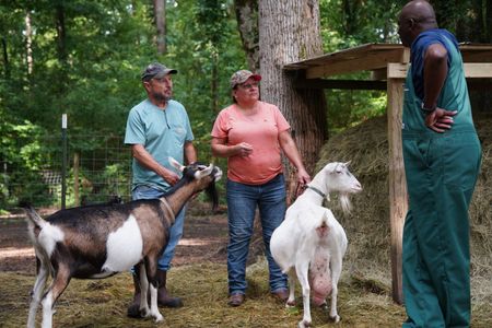 Dr. Ferguson gives Tisha and Alan Carr some advice on helping their baby, Daisy the goat, with her mastitis in the future. (National Geographic for Disney/Nicholas Reaves)