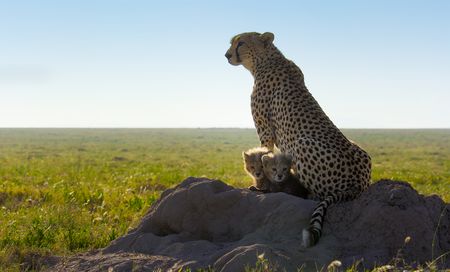 Two baby cheetahs cuddle close to mom on a rock.  (credit: National Geographic/Tom Walker)