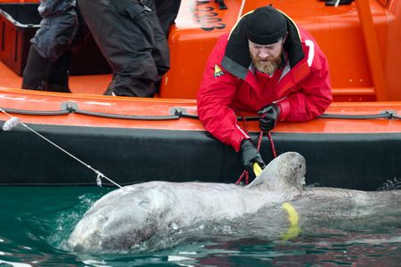 Aldo Kane pulling in Greenland shark to the side of FRC for tagging. (National Geographic/Mario Tadinac)