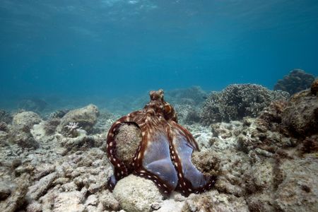 A Day octopus (Octopus cyanea) parachutes her arms and web over a coral head, preventing any prey from escaping.  (photo credit: National Geographic/Craig Parry)