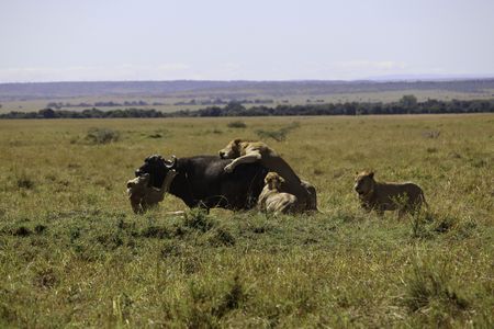 Kio and his brothers hunt a buffalo. (National Geographic/Alice Owen)
