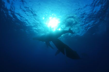Two humpback whales swim in the Atlantic Ocean. (National Geographic/James Loudon)