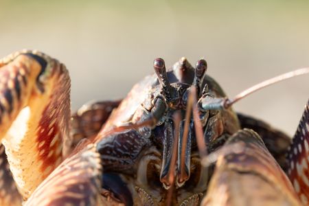A robber crab, the largest land crab in the world. (National Geographic/Sam Lewis)