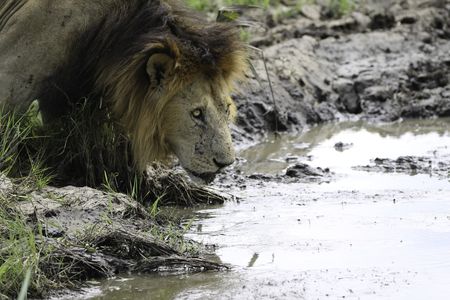 An adult male drinks from a pool, eyes still alert. (National Geographic/Alex Walters)
