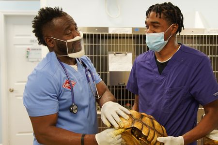 It's not quite business as usual for Dr. Hodges while he helps Taft, the tortoise. (National Geographic for Disney/Sean Grevencamp)
