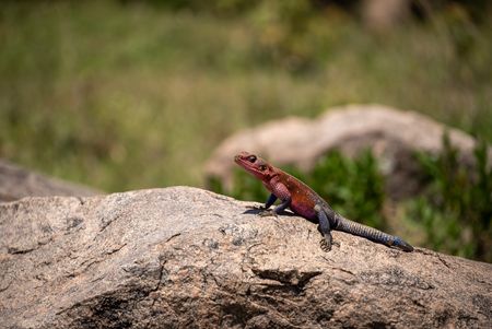 An agama lizard sits on a large rock in the savanna. (National Geographic/Clement Kiragu)