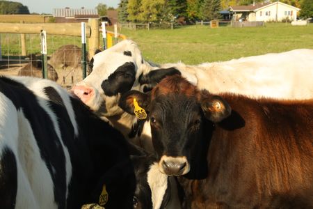 Three cows, T-Bone, Porter, and Boots, gather together in the animal pasture at the Pol family's farm. (National Geographic)