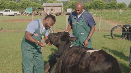 Dr. Hodges and Dr. Ferguson check out Bella the cow's chin laceration at Halo Farms. (National Geographic for Disney)