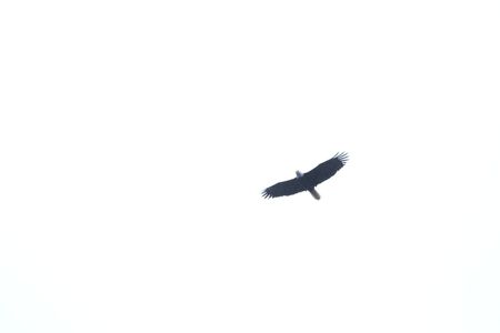 An eagle flies overhead as residents of Port Protection fish for subsistence. (National Geographic/Gil Cano)