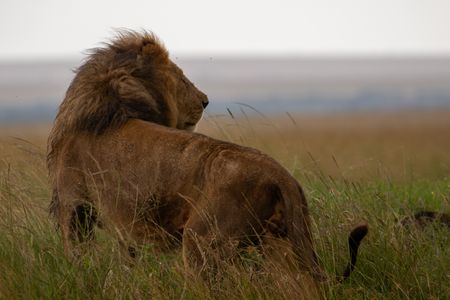 One of the three pride males on patrol glances back, alert to something that has caught his attention. (National Geographic/Joe Treddenick)