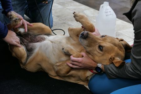 Maggie the dog allows for her belly to be inspected by the doctors. (National Geographic)