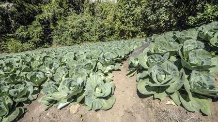 Some of the vibrant crops grown on the property are incorporated in the dishes Chef Rolando prepares at his restaurant in Hacienda Mamecillo, Boquete, Panama. (National Geographic for Disney/Missy Bania)