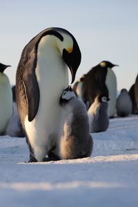 An Emperor penguin about to feed an older chick.  (credit: National Geographic/Alex Ponniah)