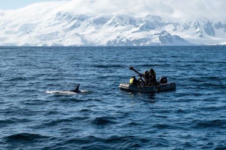 Crew film orca underwater using a specialized underwater camera system. (National Geographic for Disney/Kenneth Perdigon)
