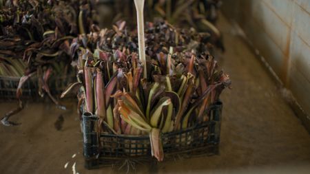 TUCCI IN ITALY - “Veneto” - Radicchio boxes in hydroponic tanks, partially submerged in water, with heads rising above the surface. (National Geographic)TUCCI IN ITALY