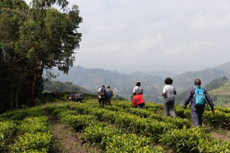 A National Geographic crew and local gorilla conservation team head into Bwindi Impenetrable National Park to film endangered mountain gorillas.  (National Geographic/Martha Mutiso)
