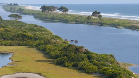 Four elephants in a lagoon in Gabon's Loango National Park. (National Geographic/Sean Bellon)