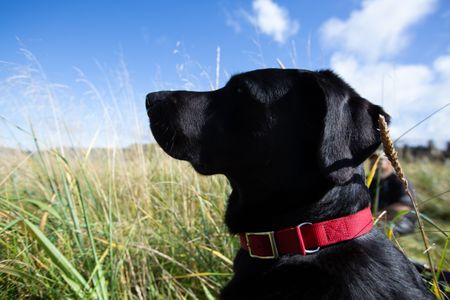 Curly's dog Junior eagerly waits for ducks. (National Geographic/Robert Jolley)