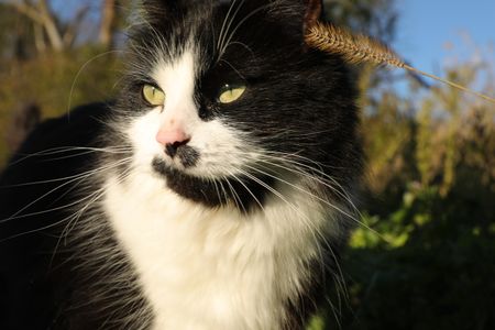 The Pol Family's barn cat, Mr. Hyde. (National Geographic)