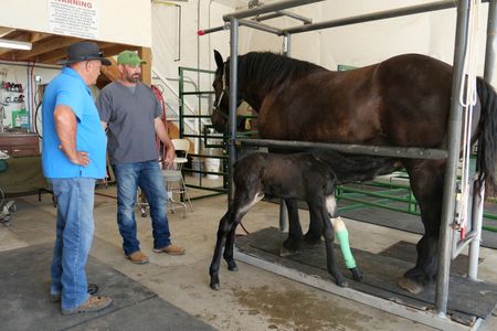 Drs. John and Ben Schroeder chat while they watch Lester the mule nurse from his mother. (National Geographic)