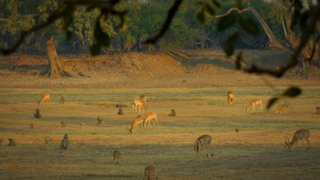 Olive baboons and gazelles in a field in Africa. (Credit: Content Mint)