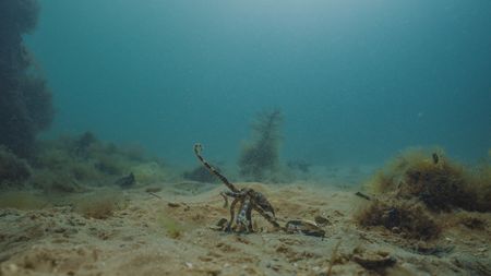 A Blue-ringed octopus (Hapalochlaena maculosa) displays bright blue rings while out of the den, a warning that her venomous bite is deadly. She navigates her world by using her front arms to taste the water for the chemical signatures of potential mates.(National Geographic)