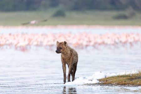 A spotted hyena walking along the shore of Lake Elmenteita with flocks of flamingoes in the background. (National Geographic/Alicia Russo)