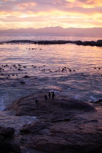 A small group of adult African penguins preen themselves on a rock on the edge of the sea at sunset.  (credit: National Geographic/Rob Slater)
